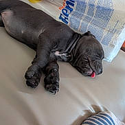 Gaia a rejoint le concours — aidez-le/la à gagner de superbes lots ! puppy, dog, sleeping, tongue_out, black_fur, couch, leather, paper_towels, indoor, pet, nap, cute, animal, fur, paw, relaxing, tongue, side_view, small_dog, household