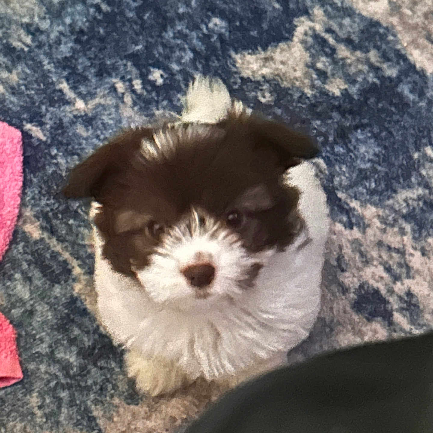 Oreo is registered to the contest to win money with this photo: puppy, dog, fluffy, brown_and_white, carpet, indoor, pet, small, cute, looking_up, fur, animal, floor, towel, texture, domestic, young, companion, adorable, curious