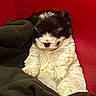 Oreo is registered to the contest to win money with this photo: puppy, dog, black_and_white, fluffy, sleepy, blanket, red_container, cozy, cute, pet, animal, fur, resting, indoors, small, young, adorable, snuggled, comfort, relaxed
