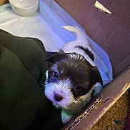 Oreo is registered to the contest to win money with this photo: puppy, dog, cardboard_box, blanket, bowl, indoor, young_animal, pet, fur, cute, small, white, black, curious, animal, companion, looking_up, soft, domestic, cozy