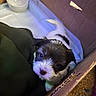 puppy, dog, cardboard_box, blanket, bowl, indoor, young_animal, pet, fur, cute, small, white, black, curious, animal, companion, looking_up, soft, domestic, cozy