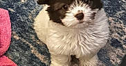 Oreo is registered to the contest to win money with this photo: puppy, dog, pet, cute, fluffy, fur, small_dog, indoor, carpet, rug, animal, looking_up, white_fur, black_fur, pink_towel, curious, sitting, young_dog, companion, domestic
