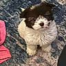 puppy, dog, pet, cute, fluffy, fur, small_dog, indoor, carpet, rug, animal, looking_up, white_fur, black_fur, pink_towel, curious, sitting, young_dog, companion, domestic