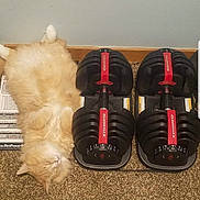 Vincent is registered to the contest to win money with this photo: cat, orange_cat, fluffy_cat, lying_down, carpet, dumbbells, bowflex, weights, fitness_equipment, exercise, indoor, relaxed, pet, animal, sleeping_cat, feline, home, resting, light_brown, white_fur