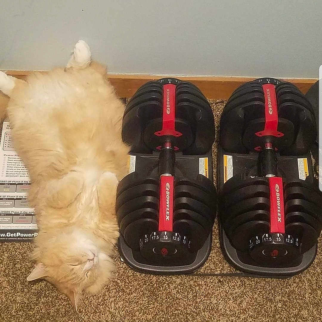 Vincent is registered to the contest to win money with this photo: cat, orange_cat, fluffy_cat, lying_down, carpet, dumbbells, bowflex, weights, fitness_equipment, exercise, indoor, relaxed, pet, animal, sleeping_cat, feline, home, resting, light_brown, white_fur