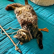 Rhysand a rejoint le concours — aidez-le/la à gagner de superbes lots ! accessories, animal, bed, bedroom, canine, cat, couch, cushion, furniture, hardwood, homedecor, indoors, interiordesign, kitten, manx, person, pet, sleeping, strap, wood