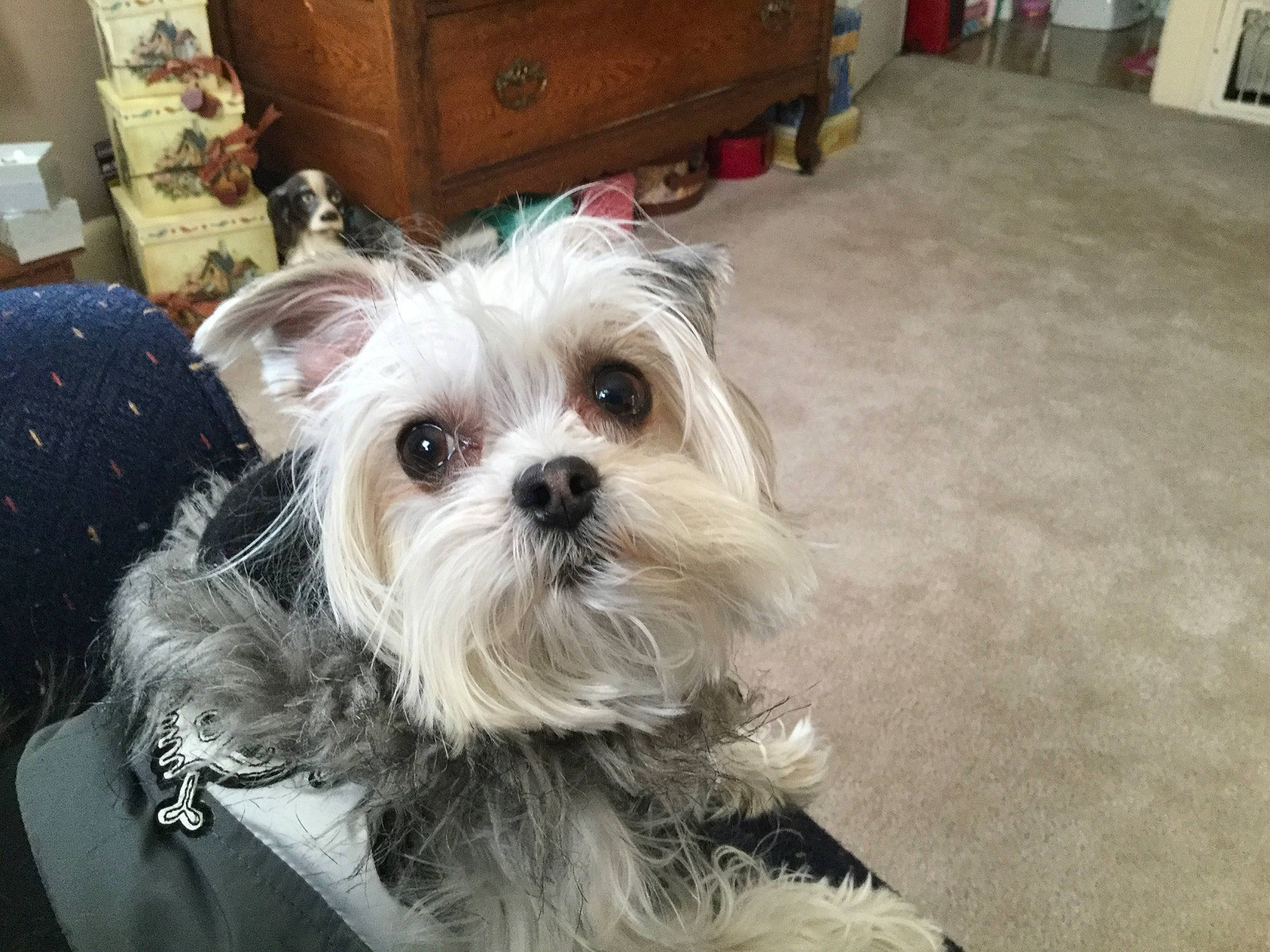 Bella joined the competition — help win amazing prizes! bolonka, canidae, carnivore, chinese_imperial_dog, companion_dog, dog, dog_breed, ear, lowchen, maltepoo, maltese, mammal, morkie, puppy, rare_breed_dog, shih_tzu, snout, toy_dog, vertebrate, west_highland_white_terrier