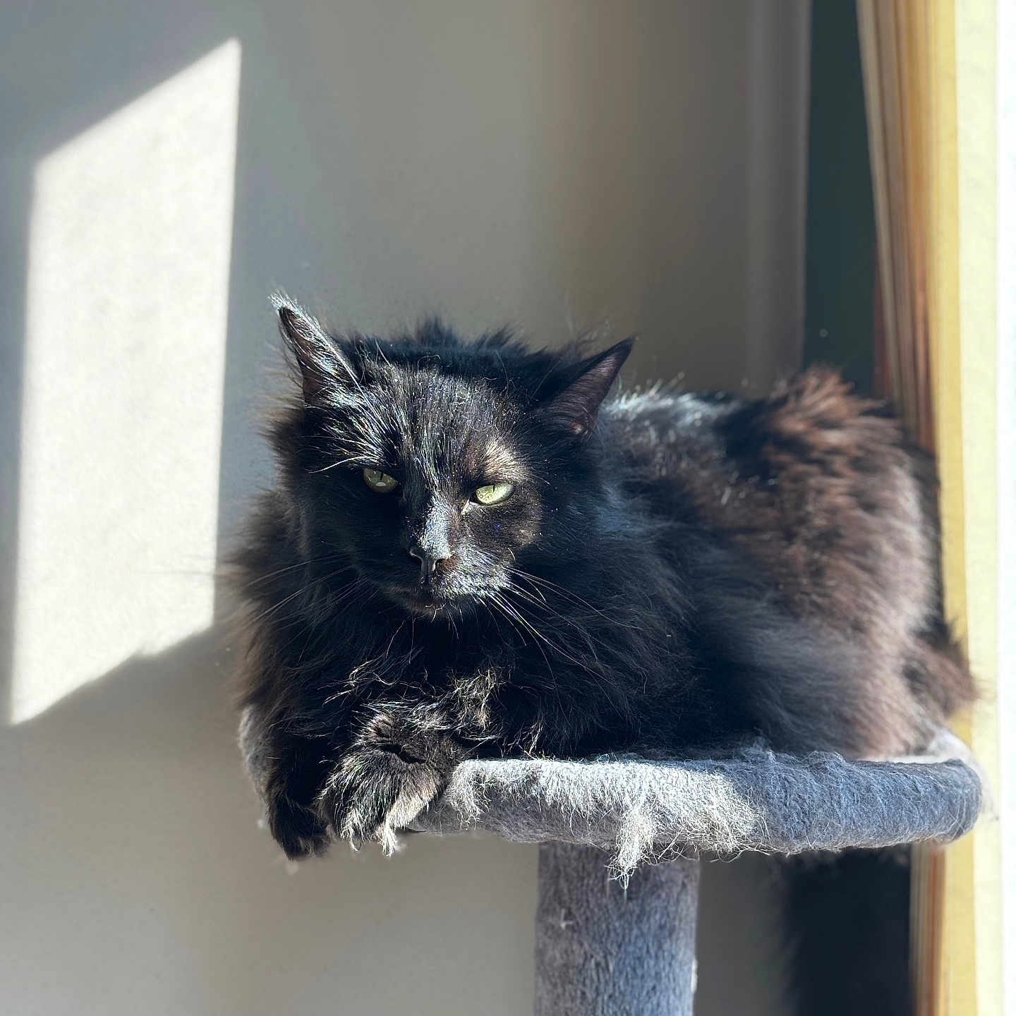 Loki