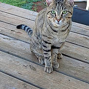 Squeeks is registered to the contest to win money with this photo: cat, tabby_cat, animal, pet, striped_fur, green_eyes, whiskers, pointed_ears, ringed_tail, sitting, portrait, outdoor, wooden_deck, deck, backyard, grass, garden, daylight, closeup, alert