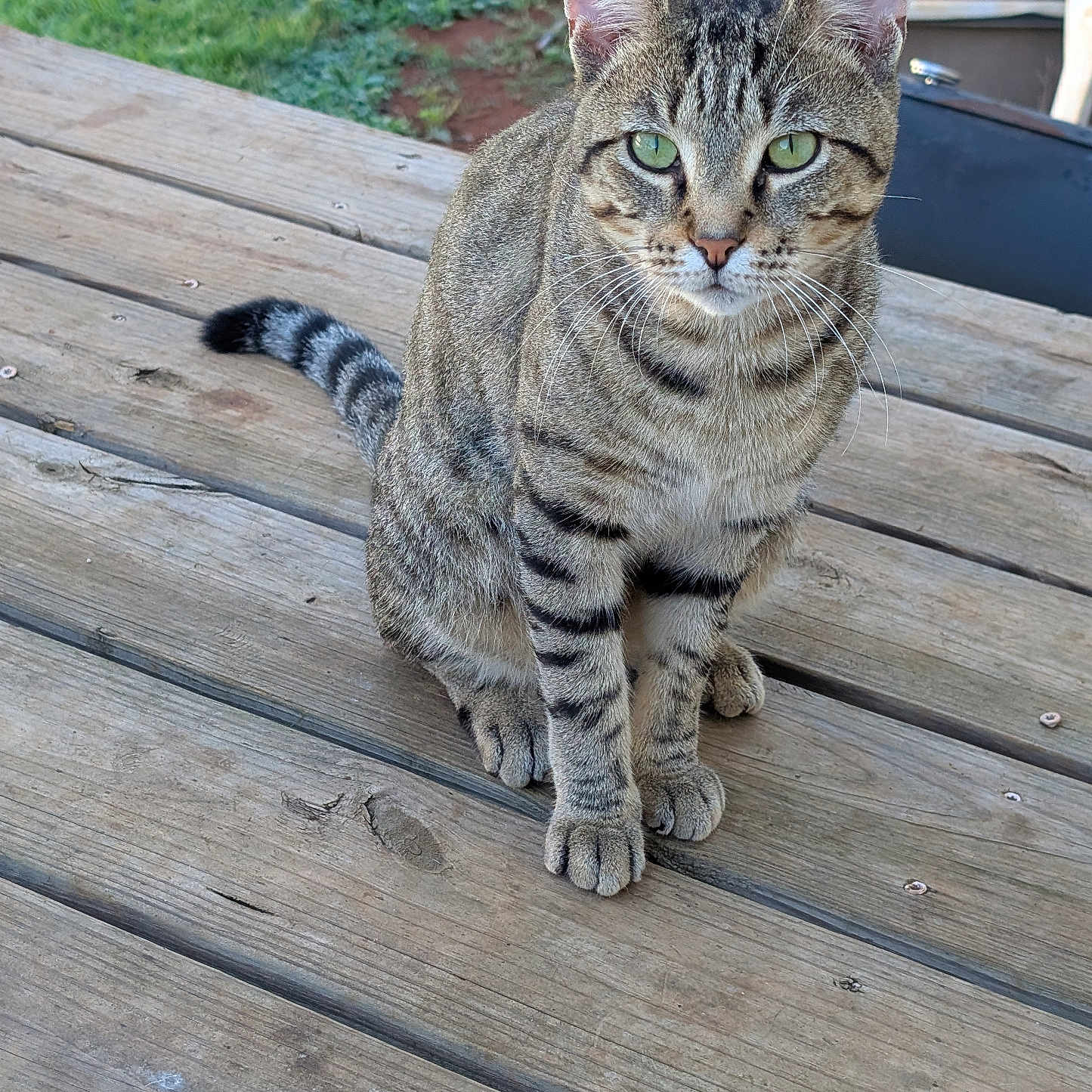 Squeeks is registered to the contest to win money with this photo: cat, tabby_cat, animal, pet, striped_fur, green_eyes, whiskers, pointed_ears, ringed_tail, sitting, portrait, outdoor, wooden_deck, deck, backyard, grass, garden, daylight, closeup, alert