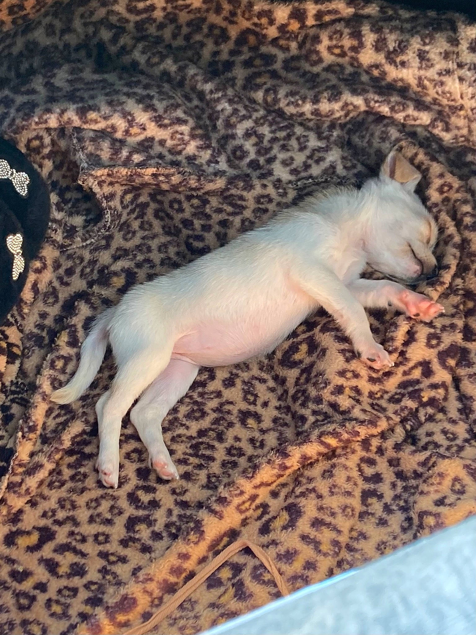 August is registered to the contest to win money with this photo: canidae, carnivore, cat, claw, dog_breed, domestic_short_haired_cat, fawn, felidae, fur, grass, human_leg, non_sporting_group, pattern, paw, small_to_medium_sized_cats, snout, tail, terrestrial_animal, whiskers, wood