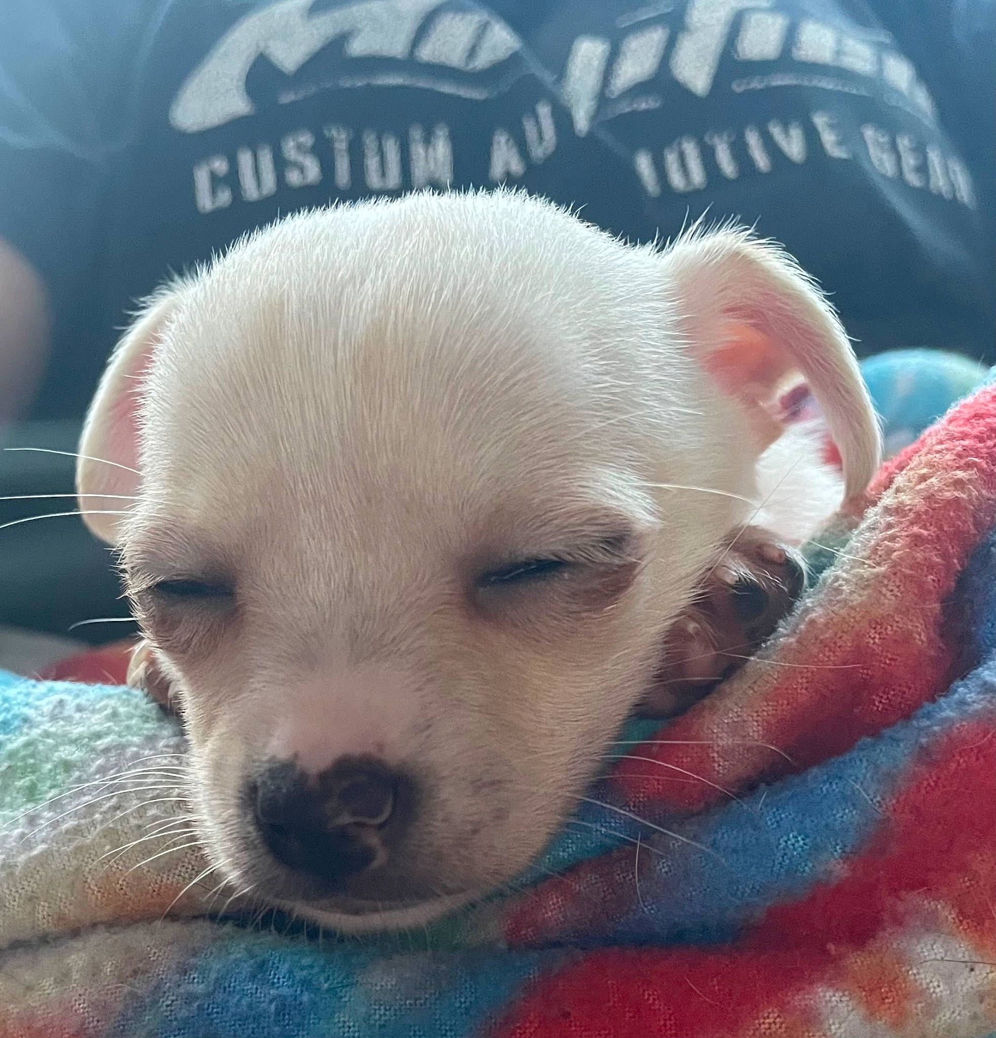 August joined the competition — help win amazing prizes! canidae, carnivore, cloud, comfort, companion_dog, dog, dog_breed, dogo_argentino, fawn, font, fur, mammal, photo_caption, puppy_love, snout, sporting_group, terrestrial_animal, toy_dog, whiskers, working_animal