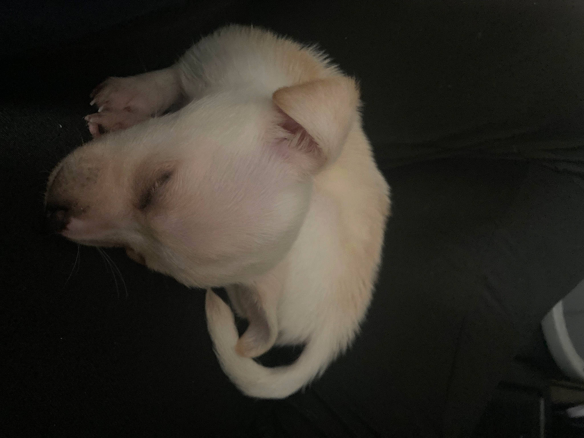 August is registered to the contest to win money with this photo: canidae, carnivore, cat, companion_dog, darkness, dog_breed, domestic_short_haired_cat, ear, eye, fang, fawn, felidae, fur, nap, paw, small_to_medium_sized_cats, snout, sporting_group, tail, whiskers