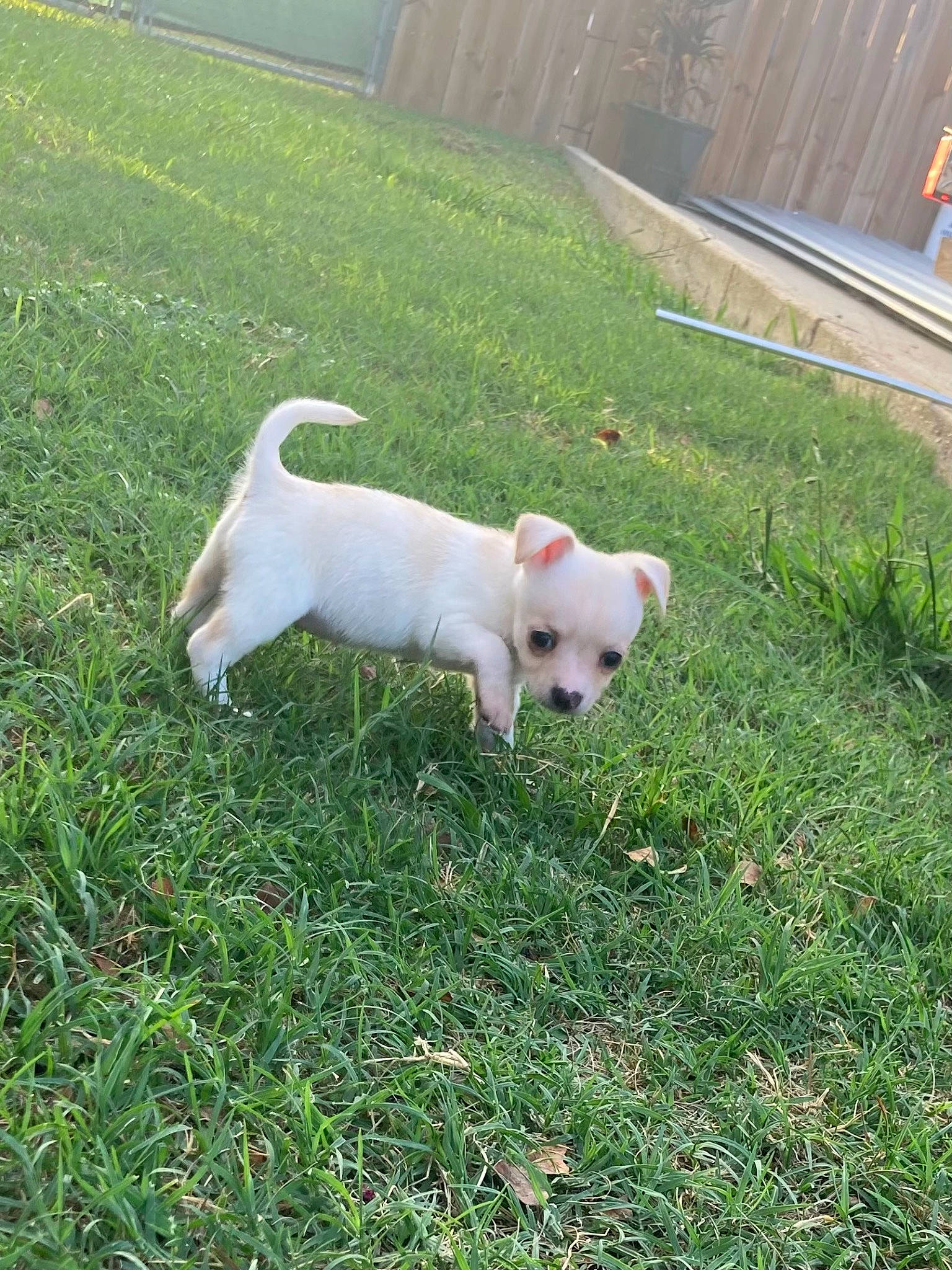 August is registered to the contest to win money with this photo: canidae, carnivore, companion_dog, dog, dog_breed, fawn, grass, grassland, lawn, non_sporting_group, pasture, plant, tail, working_animal, yard