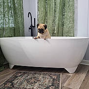 Daisy is registered to the contest to win money with this photo: dog, pug, bathtub, bathroom, curtains, green_curtains, floor_rug, wood_floor, pet, indoor, animal, cute, small_dog, home_interior, modern, white_bathtub, window, natural_light, relaxed, looking_down