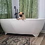 dog, pug, bathtub, bathroom, curtains, green_curtains, floor_rug, wood_floor, pet, indoor, animal, cute, small_dog, home_interior, modern, white_bathtub, window, natural_light, relaxed, looking_down