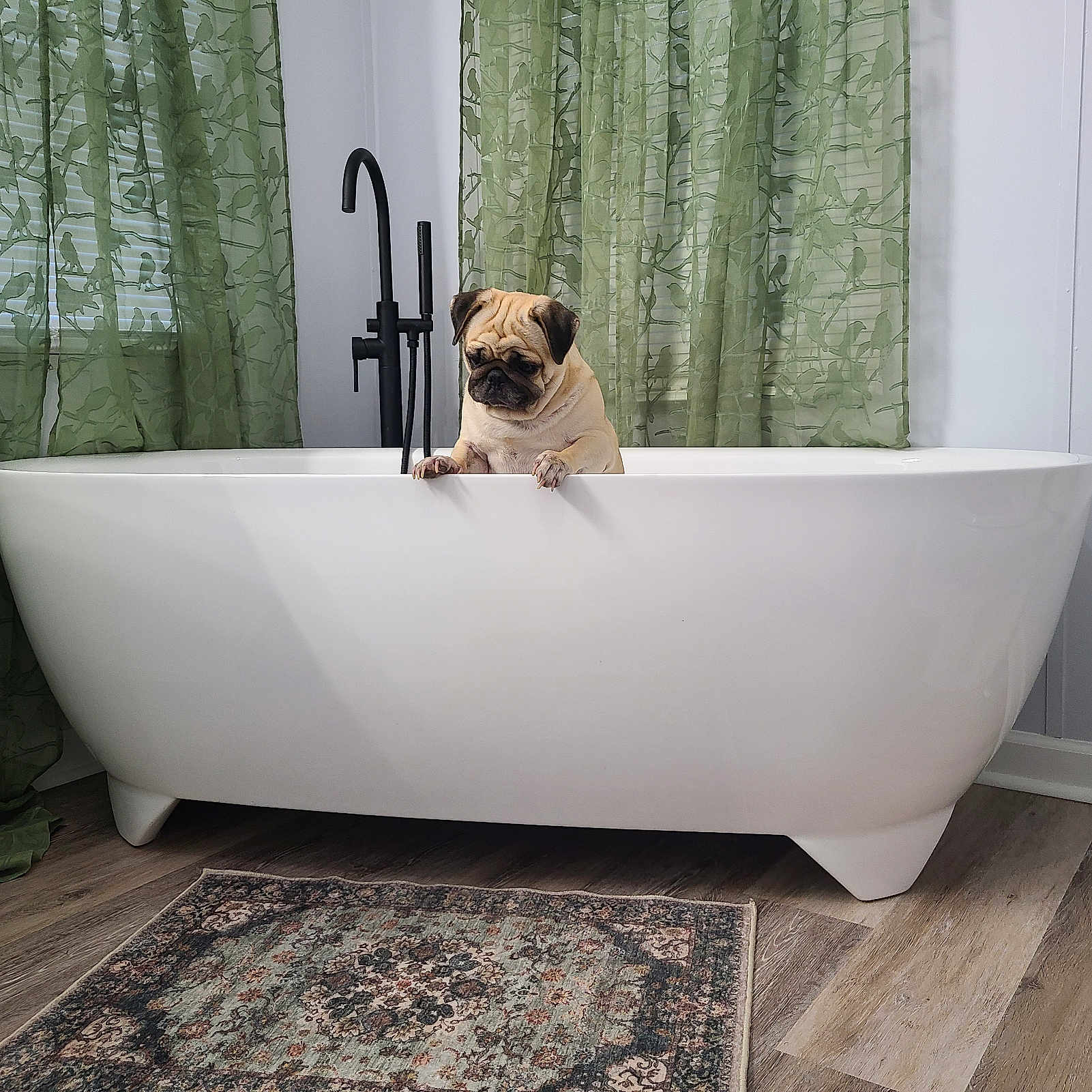 Daisy is registered to the contest to win money with this photo: animal, bathroom, bathtub, curtains, cute, dog, floor_rug, green_curtains, home_interior, indoor, looking_down, modern, natural_light, pet, pug, relaxed, small_dog, white_bathtub, window, wood_floor