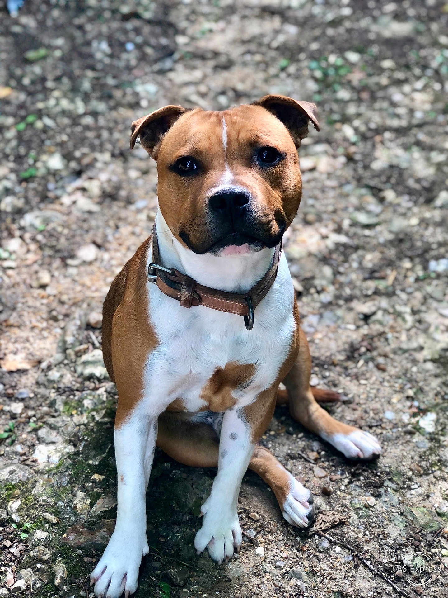 Ayrton participe au concours pour gagner de l'argent avec cette photo : dog, brown, white, collar, sitting, outdoor, rocky_ground, pet, animal, portrait, canine, fur, ears, paws, snout, alert, closeup, nature, companion, friendly