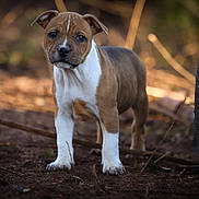 Ayrton participe au concours pour gagner de l'argent avec cette photo : puppy, dog, animal, brown, white, outdoor, dirt, tire, curious, young, pet, ears, standing, nature, portrait, fur, snout, ground, canine, eyes