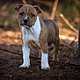 puppy, dog, animal, brown, white, outdoor, dirt, tire, curious, young, pet, ears, standing, nature, portrait, fur, snout, ground, canine, eyes