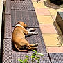 Ayrton a rejoint le concours — aidez-le/la à gagner de superbes lots ! dog, brown_dog, white_paw, lounger, woven_furniture, outdoor, sunlight, patio, tile_floor, plant, leafy_plant, relaxing, sleeping_dog, shadow, summer, sunny, resting, cozy, daytime, nature