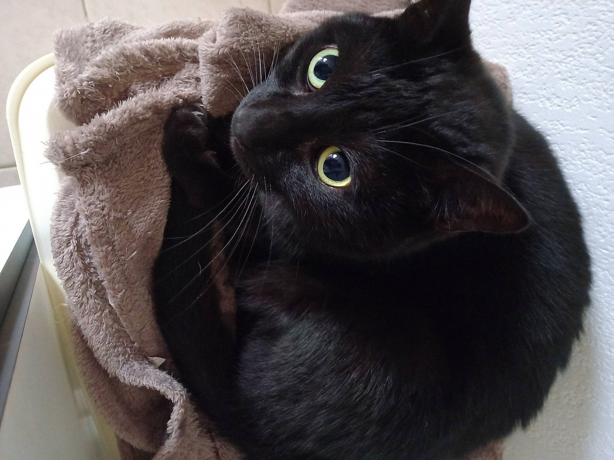 Oréo participe au concours pour gagner de l'argent avec cette photo : black_cat, bombay, carnivore, cat, claw, domestic_short_haired_cat, felidae, fur, grey, small_to_medium_sized_cats, snout, tail, terrestrial_animal, whiskers