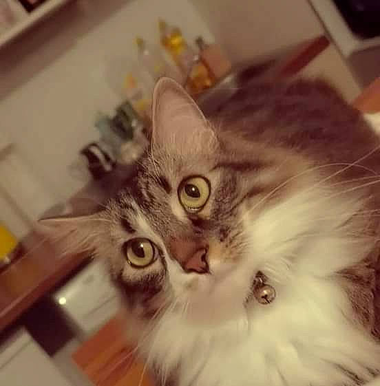 Panpan a rejoint le concours — aidez-le/la à gagner de superbes lots ! carnivore, cat, claw, comfort, domestic_short_haired_cat, ear, eye, felidae, fur, head, paw, plant, small_to_medium_sized_cats, snout, tail, whiskers, wood