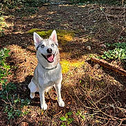 Maiko a rejoint le concours — aidez-le/la à gagner de superbes lots ! dog, husky, blue_eyes, forest, pine_cones, sunlight, nature, outdoor, happy, sitting, canine, animal, woods, daylight, smiling, fur, leaf, branch, ground, tree