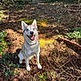 dog, husky, blue_eyes, forest, pine_cones, sunlight, nature, outdoor, happy, sitting, canine, animal, woods, daylight, smiling, fur, leaf, branch, ground, tree