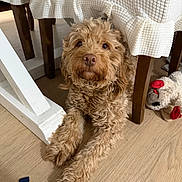 Piper Penny Rose joined the competition — help win amazing prizes! dog, curly_hair, brown, floor, wood, table, tablecloth, plush_toy, indoor, pet, animal, fur, cute, relaxed, looking_up, furniture, legs, cozy, home, companion