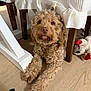 dog, curly_hair, brown, floor, wood, table, tablecloth, plush_toy, indoor, pet, animal, fur, cute, relaxed, looking_up, furniture, legs, cozy, home, companion