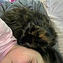 Fluffy is registered to the contest to win money with this photo: cat, tortoiseshell, person, face, sleeping, bed, pillow, blanket, cozy, resting, indoor, furry, animal, closeup, snuggling, comfort, relaxation, soft, warm, companion