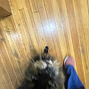 Fluffy is registered to the contest to win money with this photo: cat, fluffy, wooden_floor, pet, animal, blur, indoor, paw, person, footwear, slippers, blue_pants, brown, black, fur, whiskers, domestic_cat, home, companion, cute