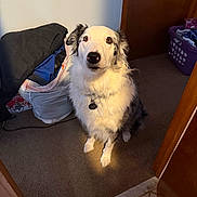 Finn is registered to the contest to win money with this photo: dog, indoor, carpet, laundry_basket, clothes, pet, animal, white, black, fur, collar, tag, doorway, room, floor, curious, sitting, light, shadow, home