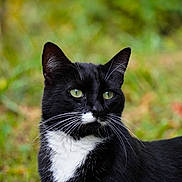 Paws is registered to the contest to win money with this photo: alert, animal, background_blur, black_and_white, cat, close_up, cute, feline, fur, green_eyes, looking_away, mammal, nature, outdoor, pet, portrait, soft_focus, tuxedo_cat, whiskers, wildlife