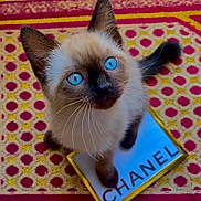 Chanel is registered to the contest to win money with this photo: cat, kitten, siamese_cat, blue_eyes, pet, animal, feline, close_up, portrait, whiskers, pointed_ears, brown_face, cream_fur, indoor, blanket, patterned_background, blue_card, printed_text, sitting, cute