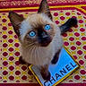 cat, kitten, siamese_cat, blue_eyes, pet, animal, feline, close_up, portrait, whiskers, pointed_ears, brown_face, cream_fur, indoor, blanket, patterned_background, blue_card, printed_text, sitting, cute