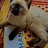 cat, kitten, siamese_cat, blue_eyes, pet, animal, furry, whiskers, pointed_ears, dark_face, dark_paws, cream_fur, lying_down, indoor, patterned_rug, colorful_background, close_up, portrait, sign, relaxed