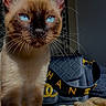 Chanel a rejoint le concours — aidez-le/la à gagner de superbes lots ! cat, kitten, blue_eyes, siamese_cat, portrait, close_up, feline, whiskers, ears, fur, brown_fur, cream_fur, indoor, handbag, purse, strap, bed, blanket, fashion, photography