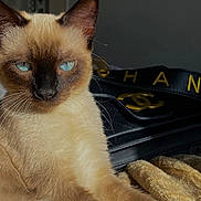 Chanel participe au concours pour gagner de l'argent avec cette photo : cat, siamese_cat, blue_eyes, feline, pet, animal, portrait, close_up, whiskers, pointed_ears, cream_fur, dark_face, sitting, indoor, blanket, black_case, gold_letters, serious_expression, sharp_focus, home