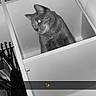 Simba a rejoint le concours — aidez-le/la à gagner de superbes lots ! abyssinian, animal, blackcat, bookcase, box, cabinet, cat, closet, cupboard, drawer, dressingroom, furniture, indoors, manx, pet, room, shelf, siamese, sideboard, wardrobe