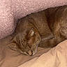 Simba a rejoint le concours — aidez-le/la à gagner de superbes lots ! abyssinian, animal, blanket, cat, couch, furniture, homedecor, kitten, linen, manx, person, pet, quilt, sleeping
