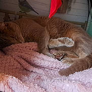 Simba a rejoint le concours — aidez-le/la à gagner de superbes lots ! abyssinian, animal, architecture, bird, blanket, building, cat, cougar, grass, homedecor, house, housing, manx, person, pet, plant, porch, pottedplant, quilt, sleeping