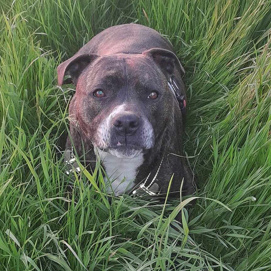 Diengo a rejoint le concours — aidez-le/la à gagner de superbes lots ! animal, canine, collar, daylight, dog, ears, eyes, field, fur, grass, green, leash, mammal, nature, outdoor, pet, portrait, quiet, sitting, snout