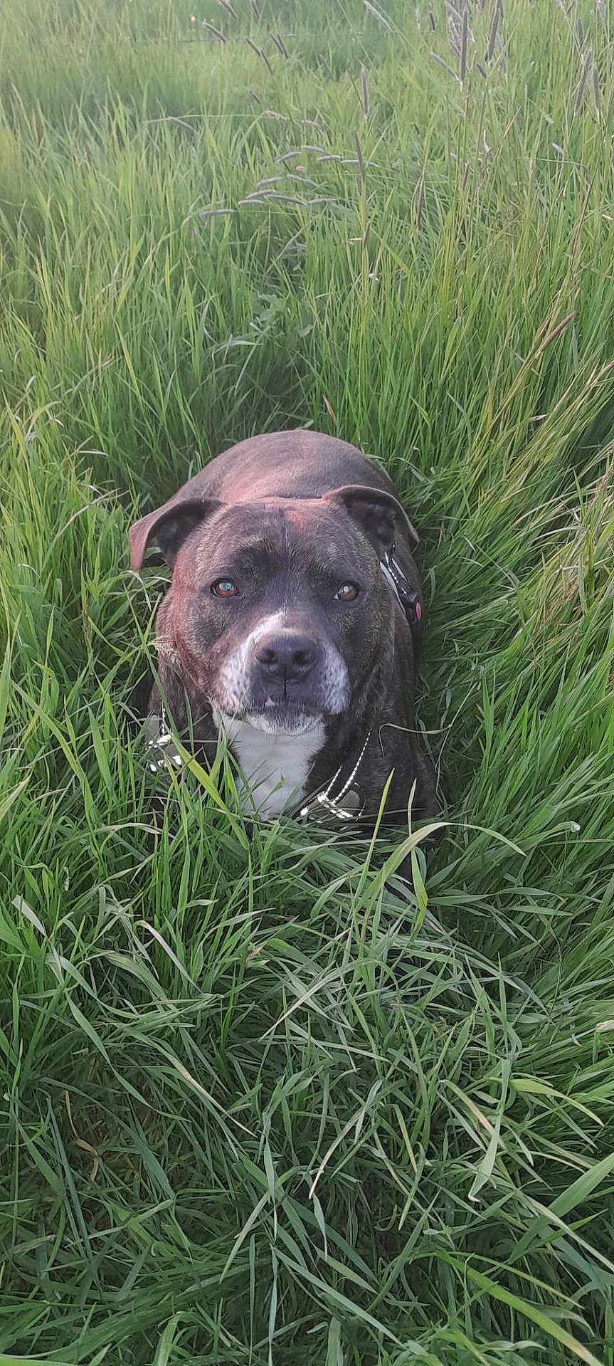 Diengo a rejoint le concours — aidez-le/la à gagner de superbes lots ! dog, grass, outdoor, nature, pet, canine, animal, green, field, fur, portrait, sitting, collar, leash, daylight, mammal, eyes, snout, ears, quiet
