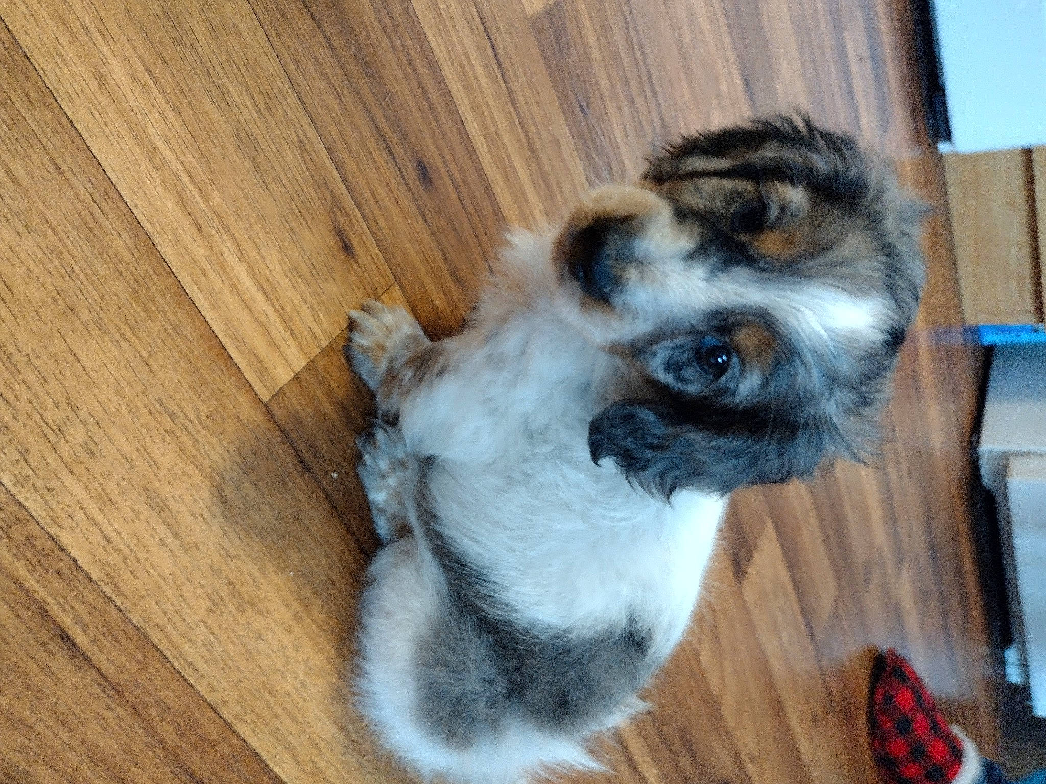 Niko joined the competition — help win amazing prizes! canidae, carnivore, companion_dog, dog, dog_breed, flooring, fur, hardwood, non_sporting_group, plank, plywood, primate, tail, terrestrial_animal, toy_dog, varnish, whiskers, wood, wood_flooring, wood_stain