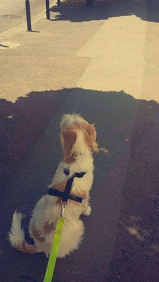 Olympe a rejoint le concours — aidez-le/la à gagner de superbes lots ! canidae, carnivore, companion_dog, dog, dog_breed, dog_walking, leash, sporting_group