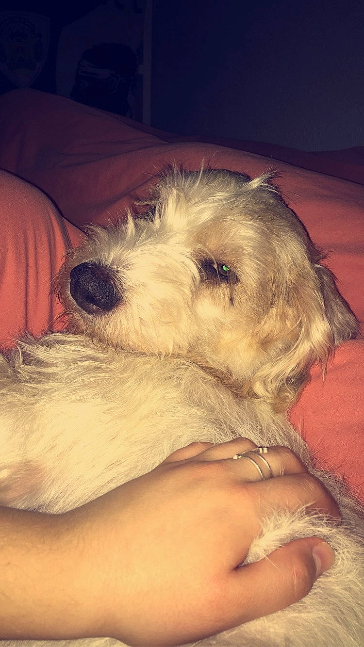 Olympe a rejoint le concours — aidez-le/la à gagner de superbes lots ! canidae, carnivore, companion_dog, dog, dog_breed, fox_terrier, grand_basset_griffon_vendeen, irish_wolfhound, mammal, nose, petit_basset_griffon_vendeen, puppy, puppy_love, rare_breed_dog, schnoodle, sealyham_terrier, snout, sporting_group, terrier, vertebrate