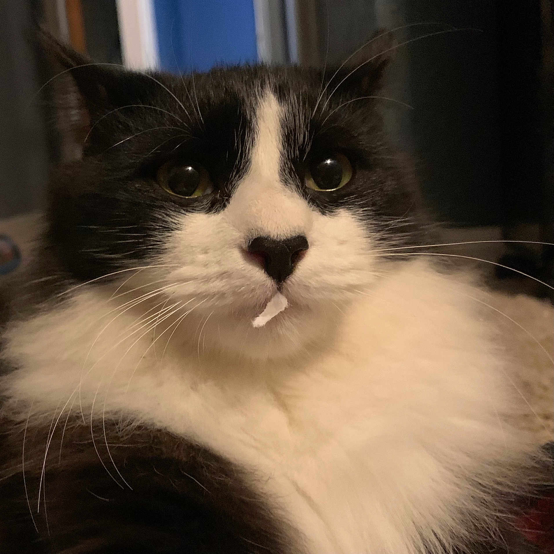 Furby is registered to the contest to win money with this photo: angora, animal, bodypart, cat, cream, face, head, kitten, manx, mouth, person, pet, photography, plant, portrait, pottedplant, siamese, snout, teeth, tongue