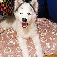 Vicky participe au concours pour gagner de l'argent avec cette photo : dog, puppy, husky, blue_eyes, fluffy, smiling, tongue_out, paws, blanket, toy, rope_toy, indoor, floor, fur, ears, nose, bed, pet, cute, portrait